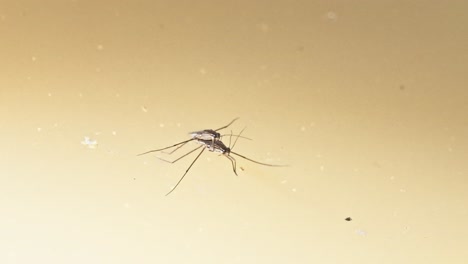 two gerridae, also known as water striders, sitting on top of the water. in tambopata, madre de dios region, peru.
