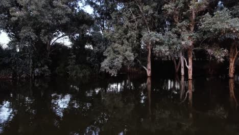 drone vuela por troncos de árboles hundidos que se reflejan en el agua oscura del lago