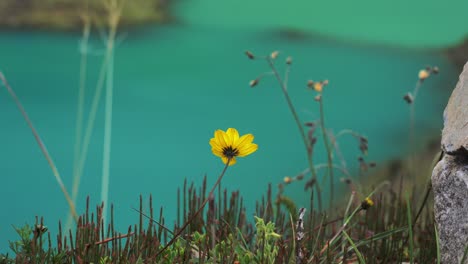 Stunning-turquoise-Humantay-Lake-near-Cusco,-Peru-on-salkantay-trek-in-sacred-valley