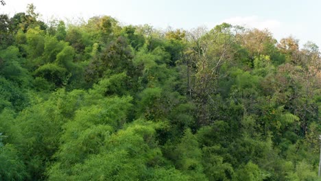Gleiten-Sie-Mit-Blick-Auf-Den-Sattgrünen-Bambuswald,-Der-Teil-Des-üppigen-Dschungels-Indiens-Ist