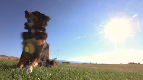 Black-Tri-colored-Australian-Shepherd-Puppy-4K