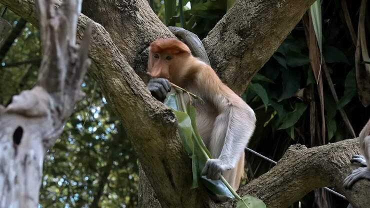 Female proboscis monkey sitting on tree branch
