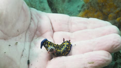 a marine scientist gently holds a marine creature nudibranch in his hand while deep underwater