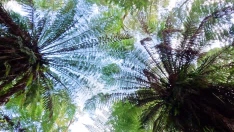 looking up at lush fern canopy