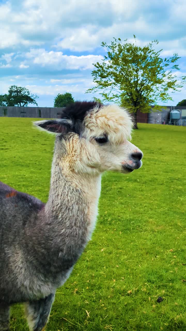 Vertical Video Close Up of Cite Alpaca in Grazing Field with Bright Blue Sky and Trees in Background.