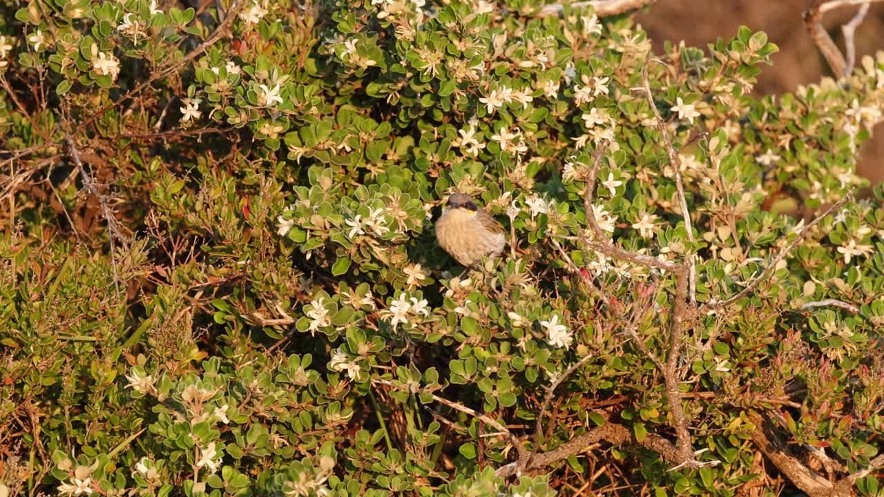 pájaro honeyeater que se alimenta en la vegetación costera