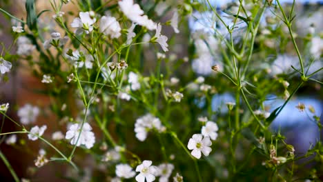 Gypsophila-Monarca-Blanco,-Exhibición-De-Flores-Blancas-Botánicas-En-Un-Jarrón-De-Flores-En-El-Salón-Primer-Plano-De-La-Flor-Blanca-En-La-Casa