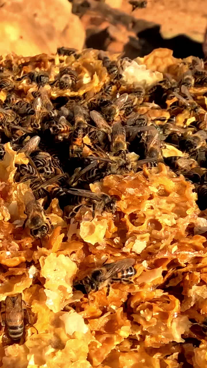 Lapso de tiempo que muestra abejas melíferas silvestres recolectando y reciclando cera de la extracción