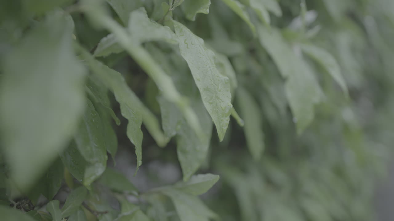 cerca de las hojas de las plantas húmedas con gotas de agua de la lluvia cayendo en cámara lenta en un tronco de día gris y lluvioso