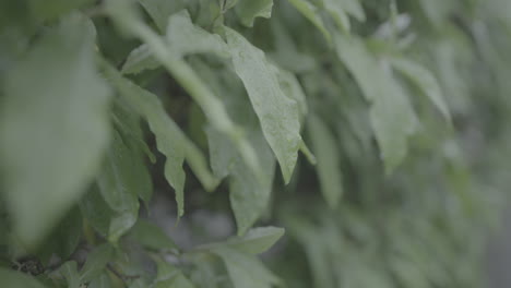 Close-up-of-wet-plant-leafs-with-water-drops-of-rain-falling-off-in-slowmotion-on-a-grey-and-rainy-day-LOG