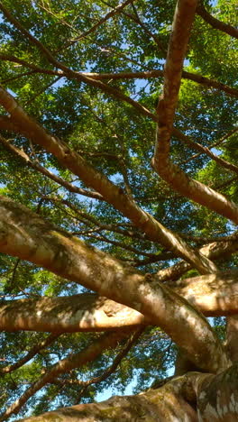 large tree canopy