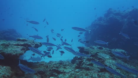 POV-Aufnahme-Während-Eines-Tauchgangs-Mit-Länglichen-Gestreiften-Fischen,-Die-Im-Blauen-Wasser-über-Den-Malerischen-Korallenriffen-Im-Pazifischen-Ozean-Vor-Der-Insel-Norfolk-In-Australien-Schwimmen