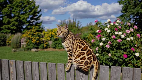 bengal cat in a garden