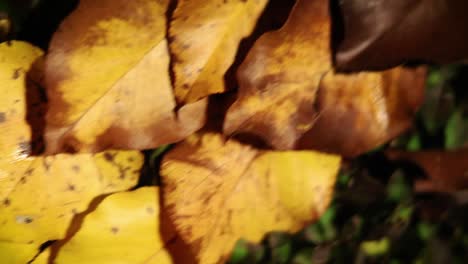 autumn leaves color background concept