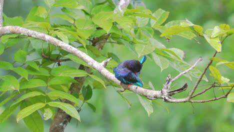 un pájaro martín pescador javanés después de bañarse está tomando el sol en una rama de árbol
