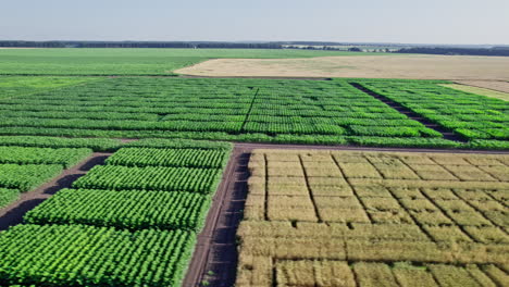 campo de maíz verde en el jardín agrícola