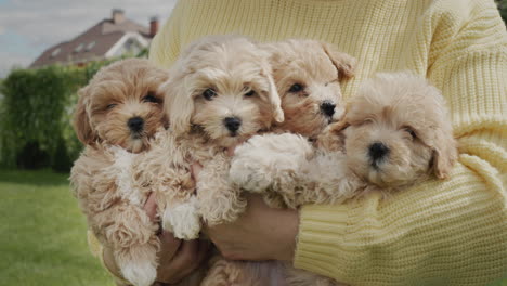 dueño de la mascota sosteniendo un montón de cachorros marrones lindos