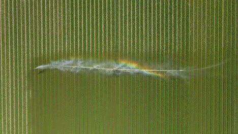 Farm-Machine-with-long-arms-spraying-water-mist-on-growing-tulip-plants,-Holland