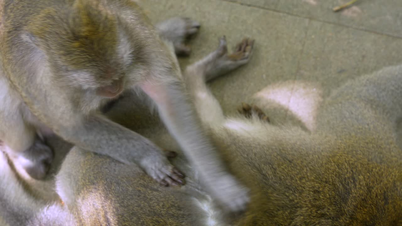 Social grooming between two crab-eating macaques primate monkey natural environment