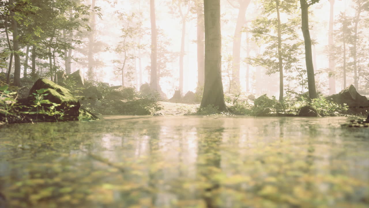 Serene forest landscape with misty atmosphere and tranquil water reflections