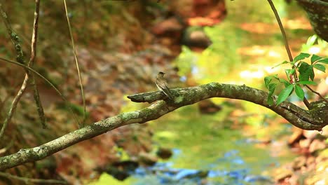 Kleiner-Grauer-Vogel-Thront-Auf-Einem-Ast-über-Dem-Fluss-Im-Wald,-Südamerika