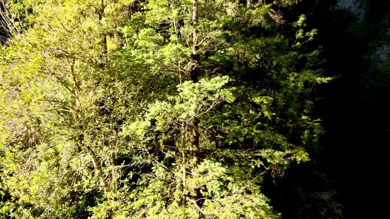 Truck right of dense green woods revealing hidden misty waterfall streaming into a natural pool