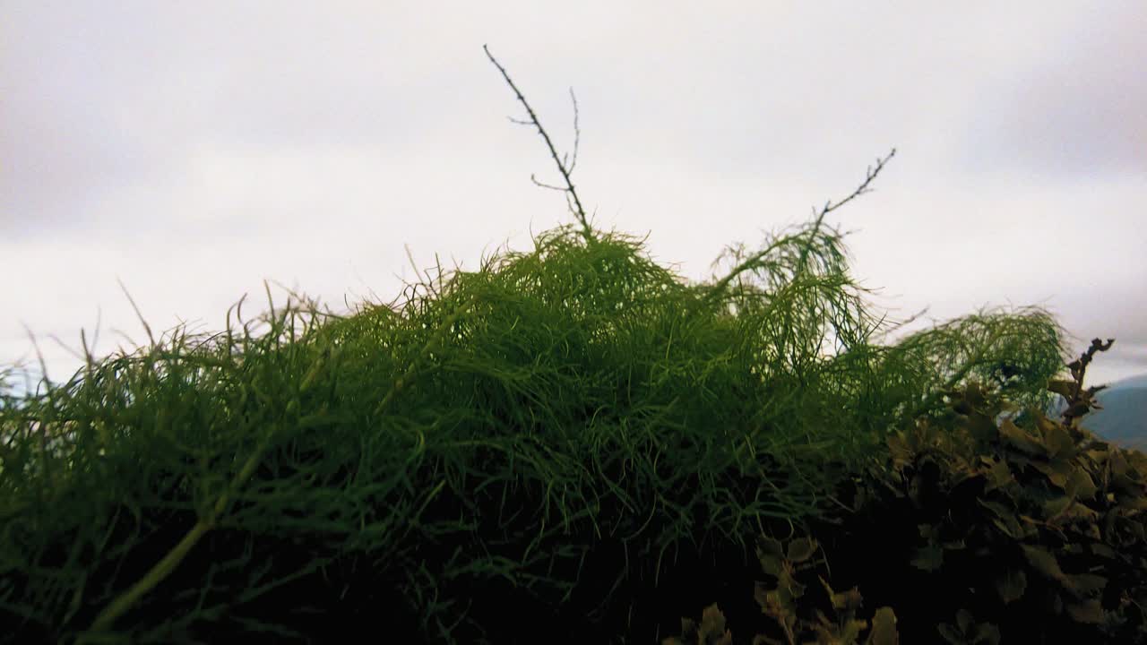 알제리 산맥의 파노라마 자연