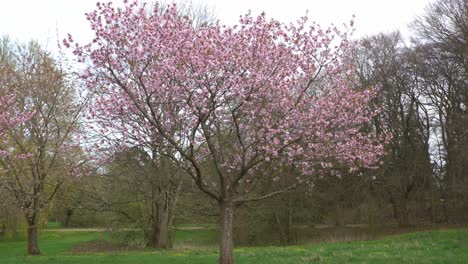 Fully blossomed sakura trees at an urban park