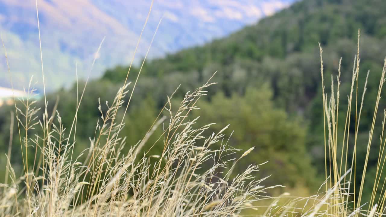 Golden grass sways in breeze, foregrounding lush green hillside under soft natural daylight, static camera