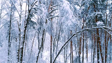 Ramas-Nevadas-En-El-Bosque.-Fondo-De-Hadas-De-Invierno