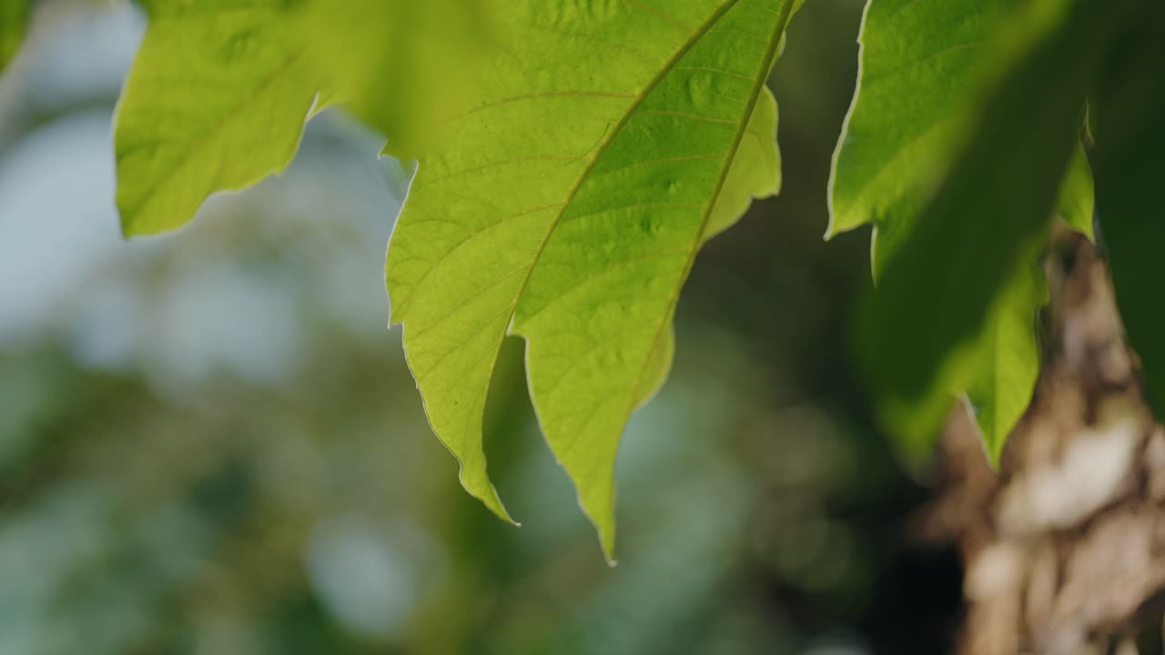 green leaves softly lit by sunlight in natural close up