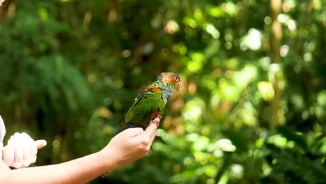 loro verde sentado en la mano humana y el loro volador libre de la cabeza sentado sentado en el loro volador humano libre jugando con la niña