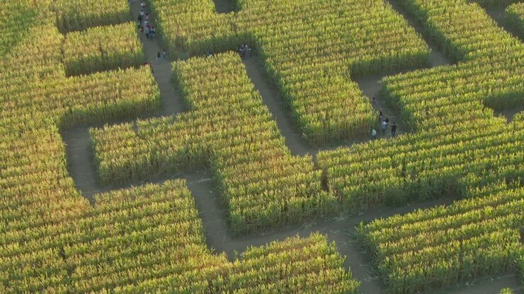 Guinness Book of World Records largest corn maze in Dixon California drone close up pan to long view