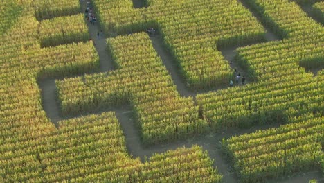 libro guinness de récords mundiales laberinto de maíz más grande en dixon california drone close up pan to long view
