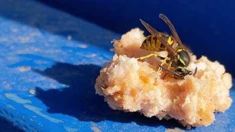 Una-Chaqueta-Amarilla-Común-Que-Se-Atiborra-De-Un-Poco-De-Comida-Mientras-Una-Persona-Reposiciona-Al-Insecto,-Vespula-Maculifrons