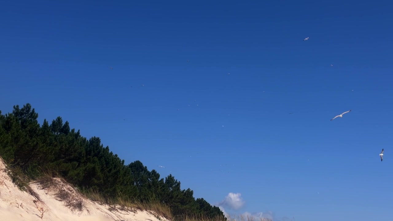 Måge svæver over fyrretræer og en græsklædt sandklit mod en dybblå himmel.