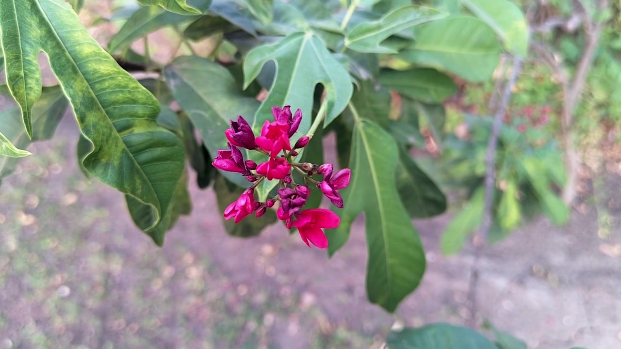 Primo piano di vivaci boccioli di fiori rossi tra foglie verdi in una morbida luce naturale. Ideale per immagini botaniche, temi primaverili, contenuti benessere e sfondi naturali.