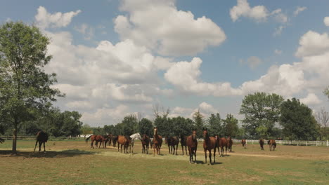 horses in a pasture on a sunny day