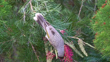 a wild honeyeater noisy miner, manorina melanocephala, perched on grevillea banksii flowering plant, feeding on the sweet nectar, close up shot