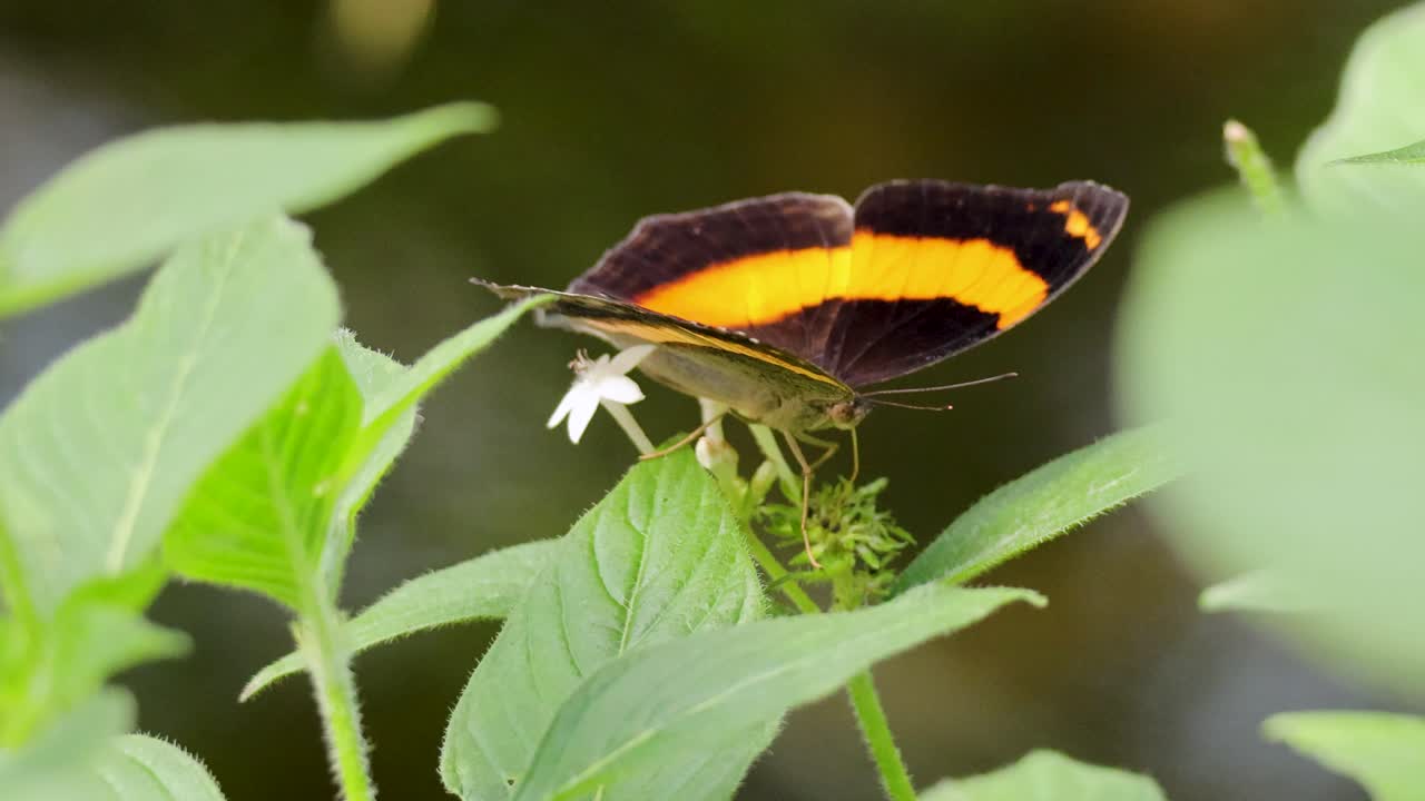A vibrant butterfly feeds on a flower amidst lush green foliage in a tropical rainforest setting