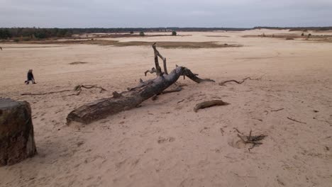 backwards aerial reveal of pine branch log in sand in loonse en drunense duinen sand dunes in the netherlands