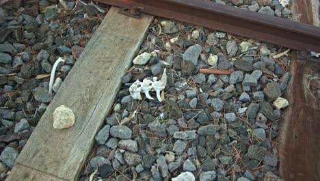bleached animal bones on a deserted railway track with rusty orange metal