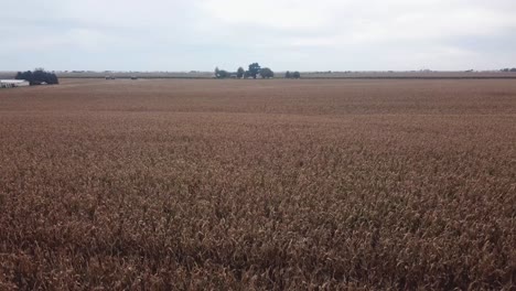 aerial drone view of a partially harvested corn field in a rural iowa