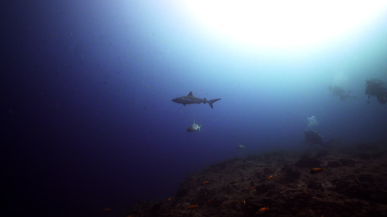 Grey sharks and scuba divers on coral reef