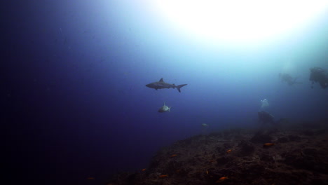 tiburones grises y buzos en arrecifes de coral