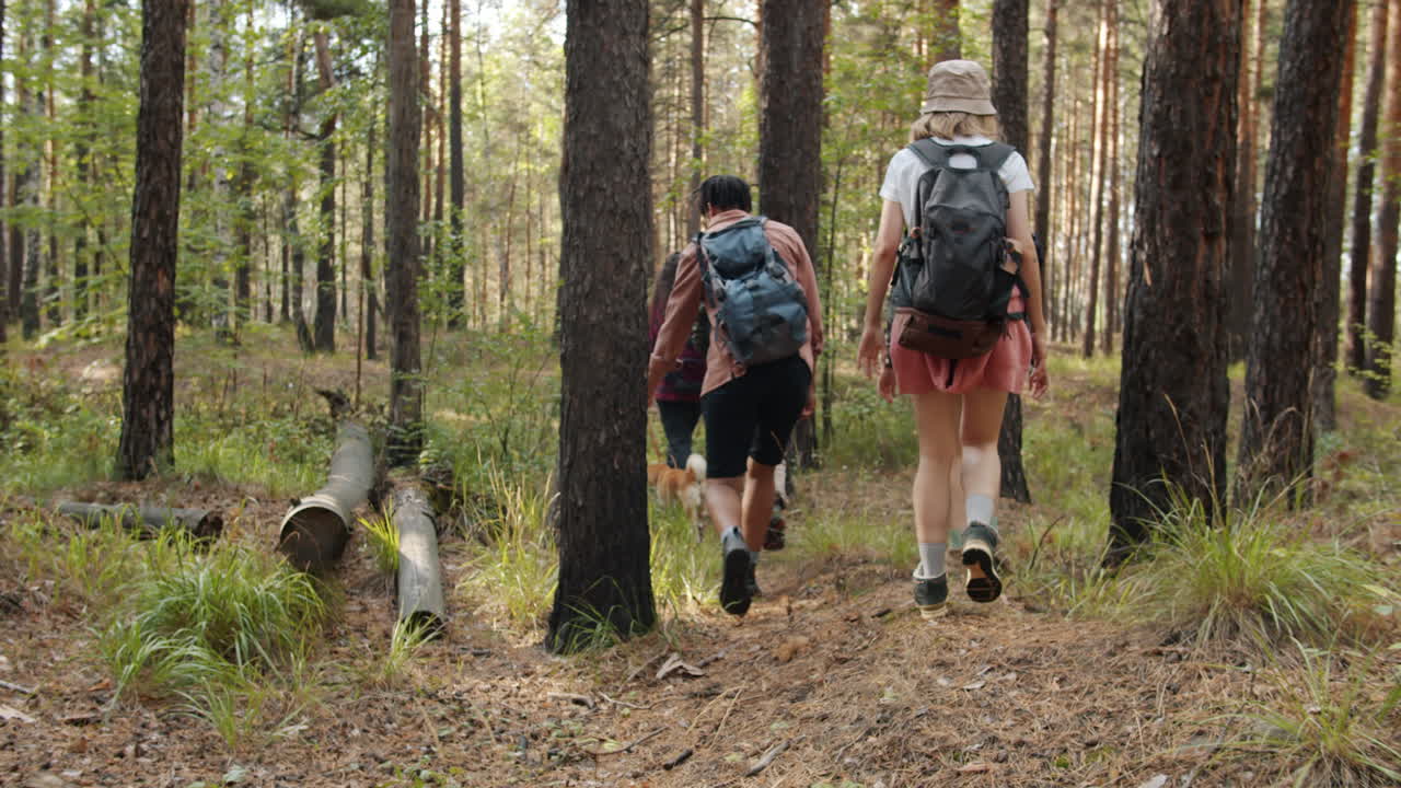 excursionistas en un bosque de pinos