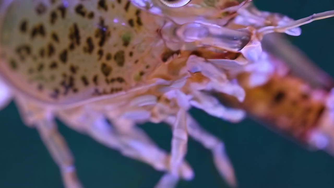 Close-up View of an Aquatic Shrimp