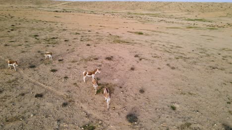 disparo de panorámica de un grupo de burros salvajes o asnos en el desierto en un día soleado con cielo azul