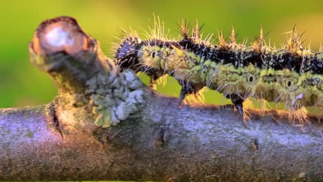 small tortoiseshell (aglais urticae) caterpillar. the urticaria caterpillar crawls in the rays of the setting sun.