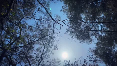 green tree bottom view. sunlight shining through green leaves of tree waving in wind. sunbeams peaking through lush green leaves in pine tree forest. warm tranquil nature landscape